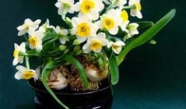 水仙之梦机制最新爆料,最新机制爆料深度解析