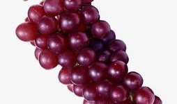 爆料提子视频下载软件,一键下载，畅享海量视频资源