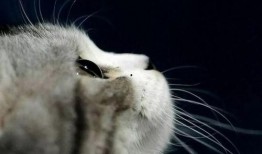 娱乐吃瓜酱猫咪视频大全,吃瓜酱视频大全欢乐盘点