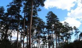 长春美人松街最新爆料,揭秘老街新颜，漫步时光隧道