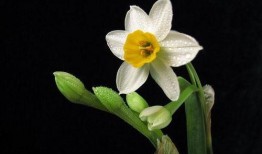 水仙之梦机制最新爆料,最新机制爆料深度解析