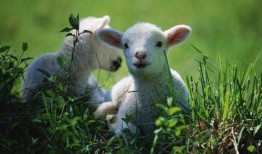 小羊男朋友爆料视频下载,揭秘甜蜜背后的秘密瞬间