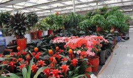 唐山花店爆料案件视频,真相揭露，正义终将到来